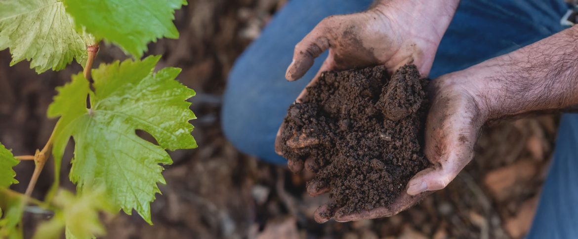 Rooted in real Sonoma soil