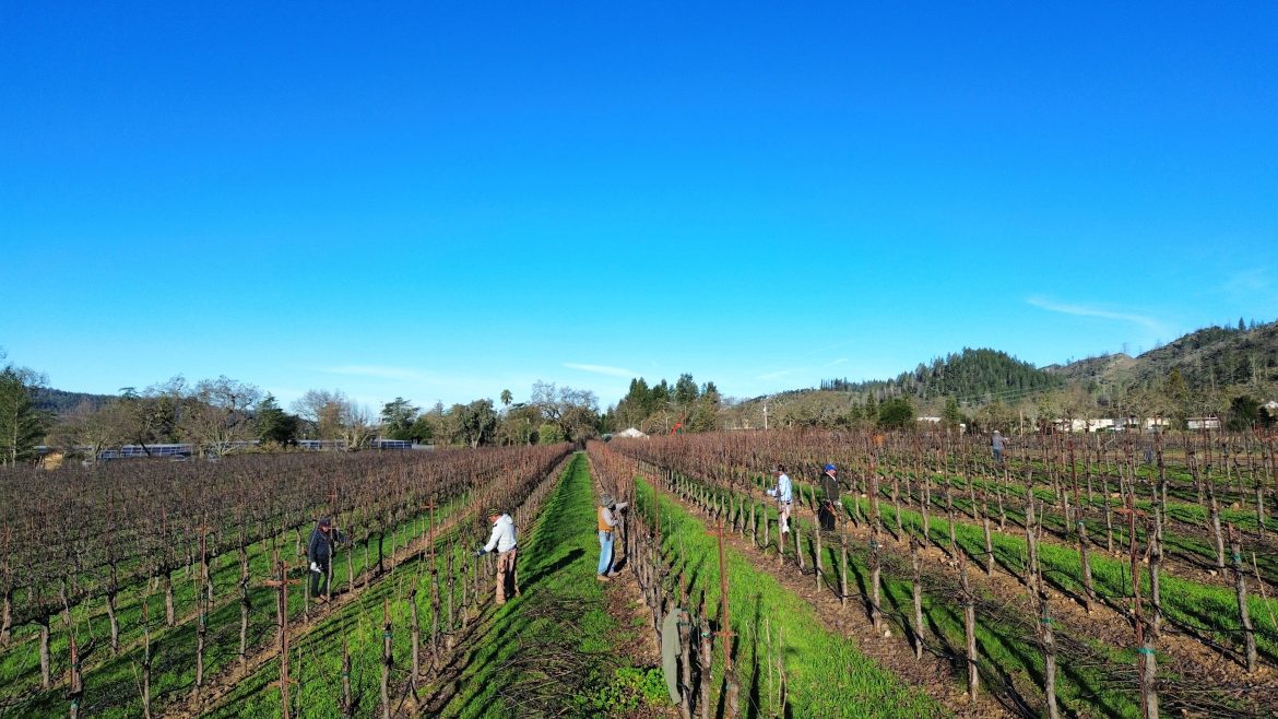Wild Oak Vineyard Winter pruning vineyard team