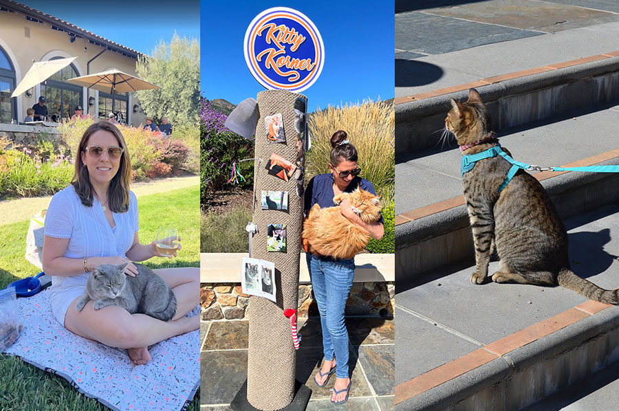 Cats at Kitty Korner during Blessing of the Animals.