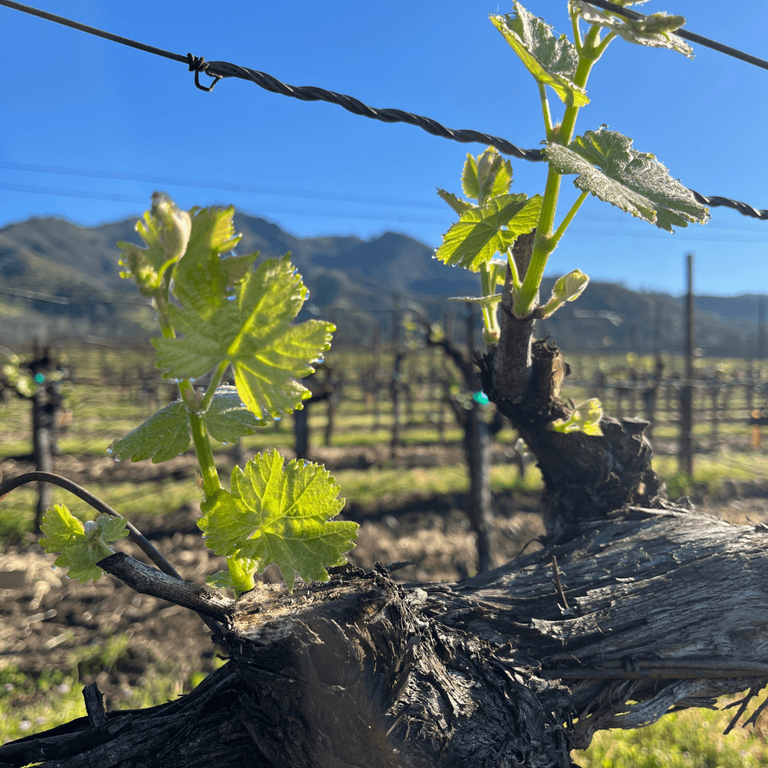 Vineyards in Spring showing budbreak