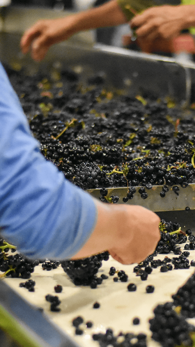Sonoma grape sorting