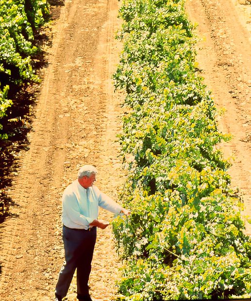 St. Francis founder Joe Martin in the vineyards