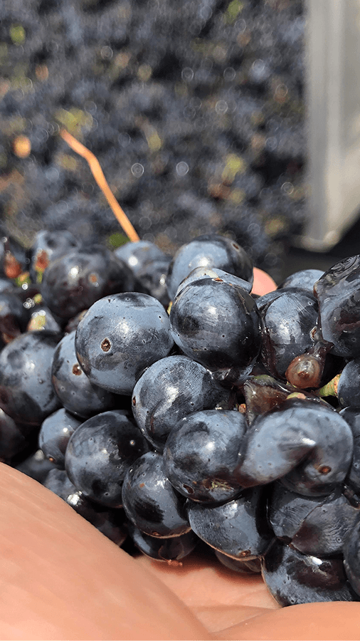 zinfandel grapes